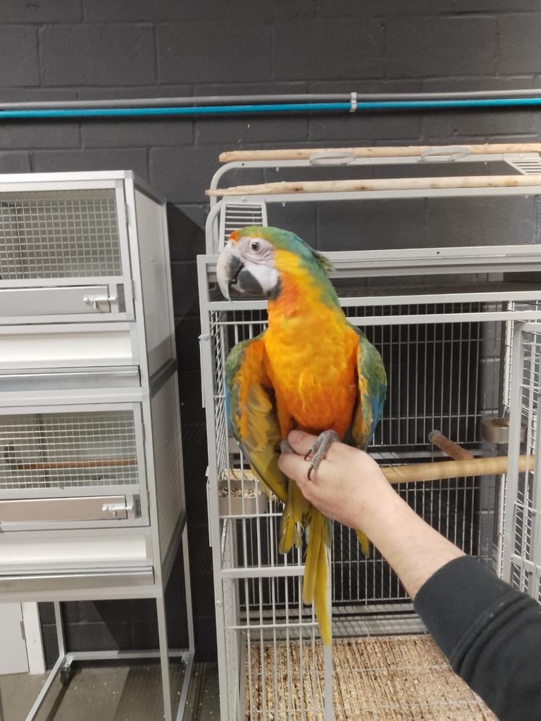 Jonge tamme Catalina Ara's met DNA en getest op alle ziektes, Dieren en Toebehoren, Vogels | Parkieten en Papegaaien, Papegaai