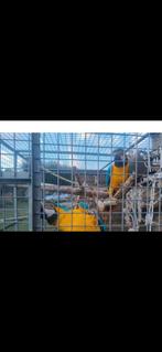 Couple : Ara s, Plusieurs animaux, Perroquet, Domestique