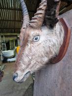 Taxidermie, Collections, Collections Animaux, Enlèvement