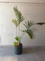 plant, Groene kamerplant, Ophalen, In pot, 150 tot 200 cm