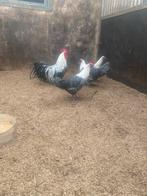 Zilverbrakeks, Dieren en Toebehoren, Pluimvee