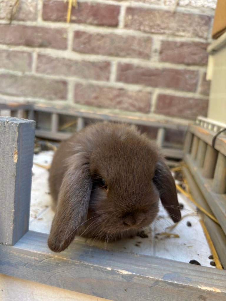 Lieve mini lop voedster mooi choco kleur zoekt gouden thuis, Femelle, Petit, Oreilles tombantes, 0 à 2 ans