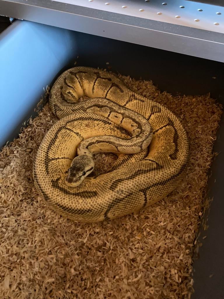 Enchi pastel pinstripe yb kweekvrouw, Dieren en Toebehoren