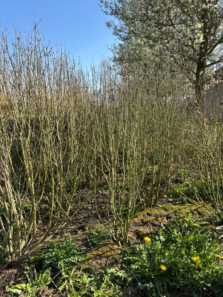 Hibiscus struiken/bomen, Tuin en Terras, Ophalen