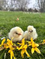 USA Zijdehoen kuikens - Raszuiver! 🐥, Kip