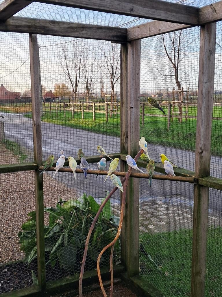 Grasparkietjes, Dieren en Toebehoren