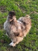 zijdehoen haantjes van goede komaf, Mannelijk, Kip