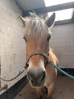 Leuke fjord te koop, Dieren en Toebehoren, Paarden, Merrie