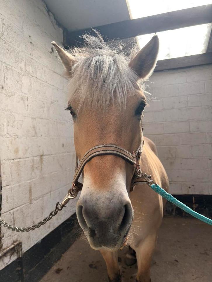 Leuke fjord te koop, Dieren en Toebehoren, Paarden, Merrie