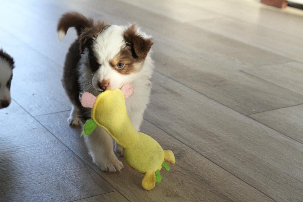 Mini American Shepherd - Mini aussie, Parvo, België, Particulier, Overige rassen