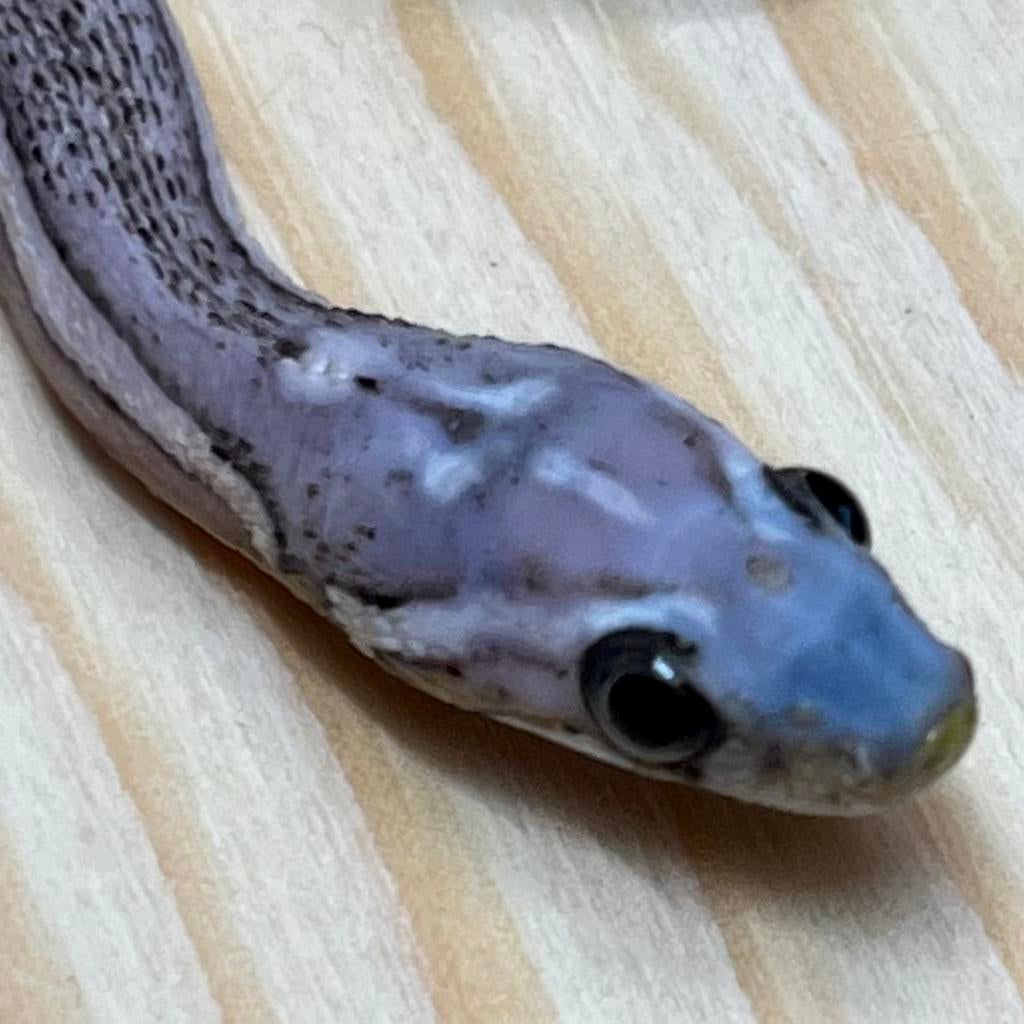 Scaleless Anery Tessera Korenslang 10 maand, man en vrouw, Slang