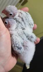 Jeune molinae, Animaux & Accessoires, Oiseaux | Perruches & Perroquets