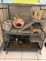 2 chincilla met kooi en toebehoren, Octobre, Chinchilla, Mâle, Domestique