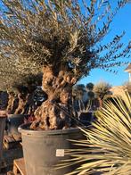 Olijfboom Olea Europaea Bonsai - op voorraad, Enlèvement, Olivier