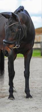 10j elite merrie, Dieren en Toebehoren, Paarden, Merrie, Met stamboom, M, Dressuurpaard