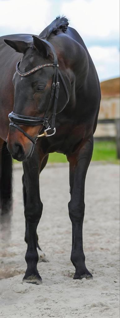 10j elite merrie, Dieren en Toebehoren, Paarden, Merrie, M, 165 tot 170 cm, 7 tot 10 jaar, Dressuurpaard, Met stamboom, Gechipt