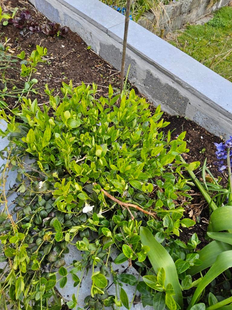 Maagden palm, Ophalen