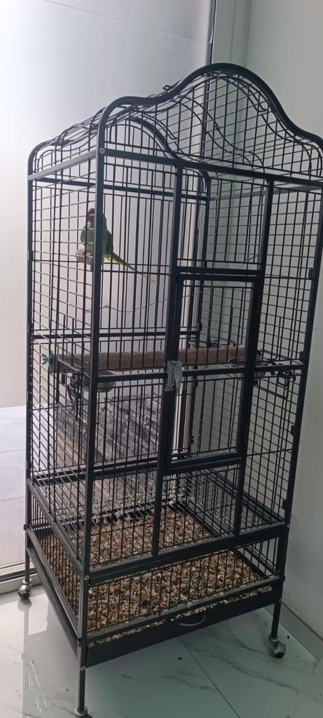 Cage perroquet ( avc grand Alexandre), Dieren en Toebehoren, Vogels | Hokken en Kooien, Zo goed als nieuw, Vogelkooi, Metaal, Ophalen
