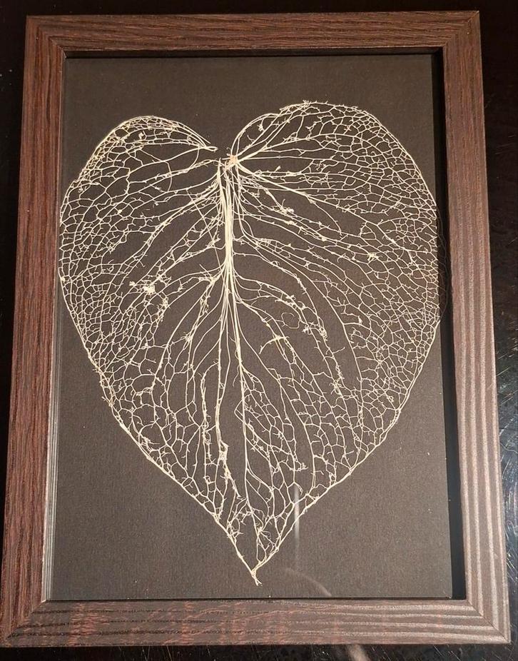 Monstera deliciosa nerven blad, Maison & Meubles, Plantes d'intérieur, Enlèvement ou Envoi