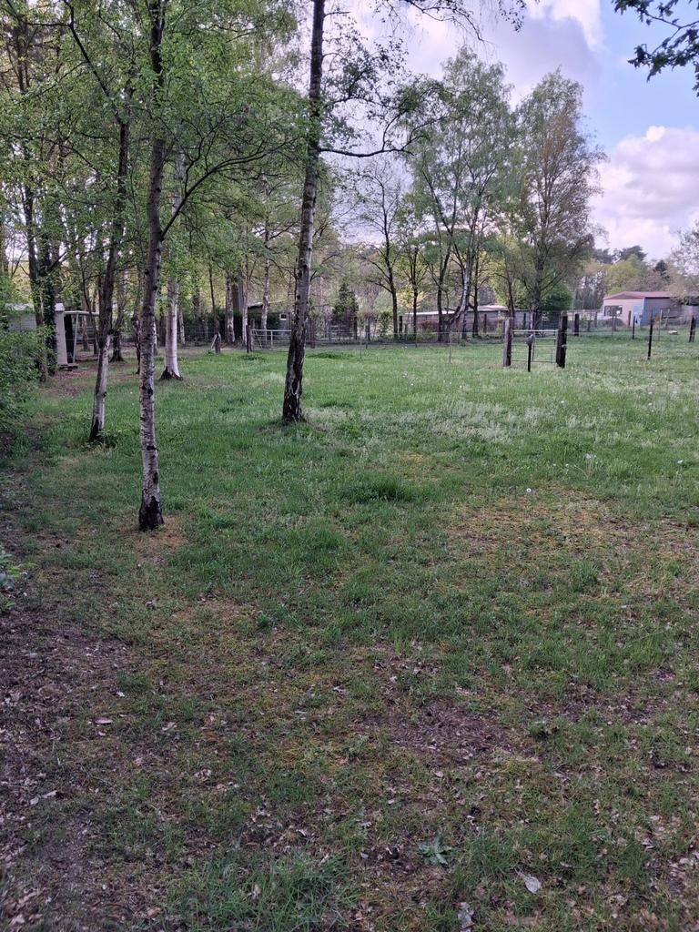 Weide met stalling te westerlo . 24/7 weidegang, Weidegang