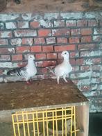 In zeer goede staat.