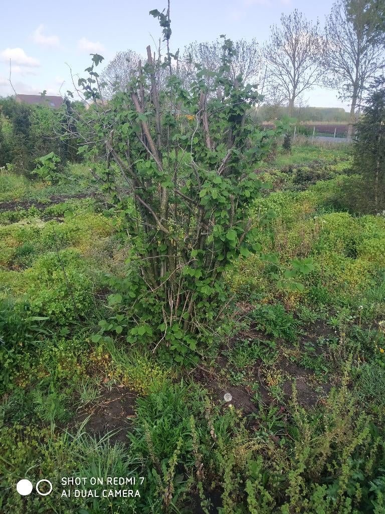 Hazelaar, Ophalen, Halfschaduw, 100 tot 250 cm, Zomer