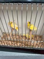Te koop 2 waterslagers popjes 1 man pojes van 2022 man 2025, Dieren en Toebehoren, Meerdere dieren, Kleurkanarie