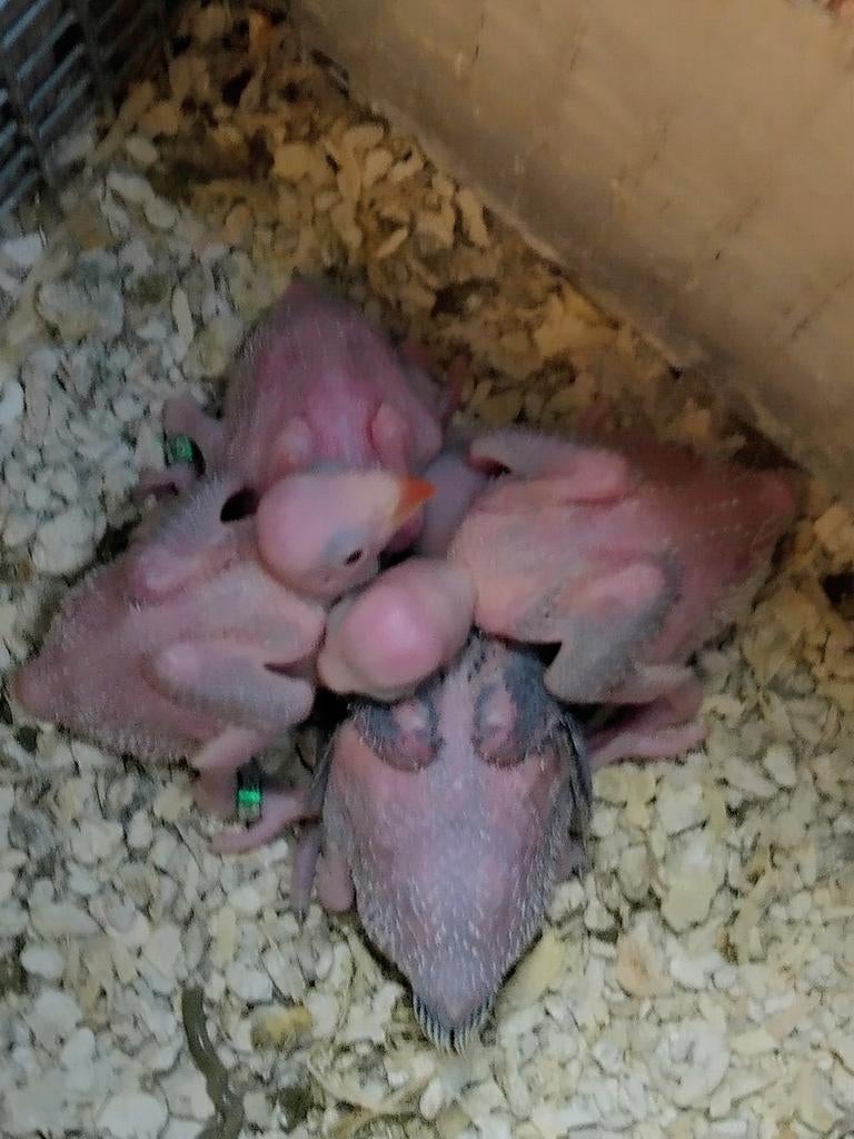 Halsband parkieten....... Handopfok