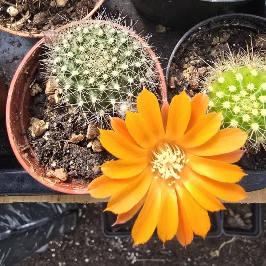 Bloeiende Rebutia te koop – massa oranje bloemen, Huis en Inrichting, Kamerplanten, Cactus, Minder dan 100 cm, Bloeiende kamerplant
