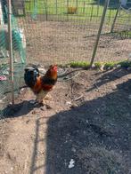 Coq brahma, Mâle, Poule ou poulet