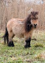 Valk stamboekhengstje, Dieren en Toebehoren, Hengst, A pony (tot 1.17m)