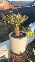 Chamaerops humilis avec pot, Tuin en Terras, Ophalen