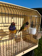 Koppel gouldamadines beschikbaar