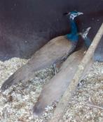 Violetpauwen, Plusieurs animaux, Autres espèces