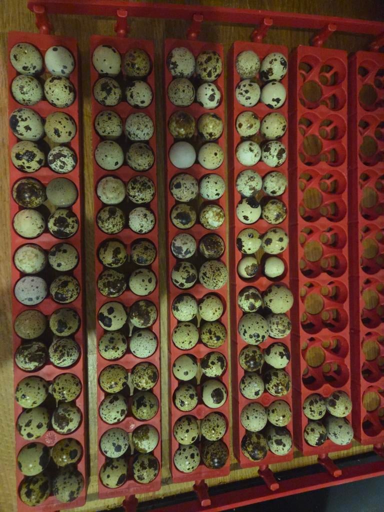 Jumbo japanse kwartel broedeitjes super bevruchting, Overige soorten