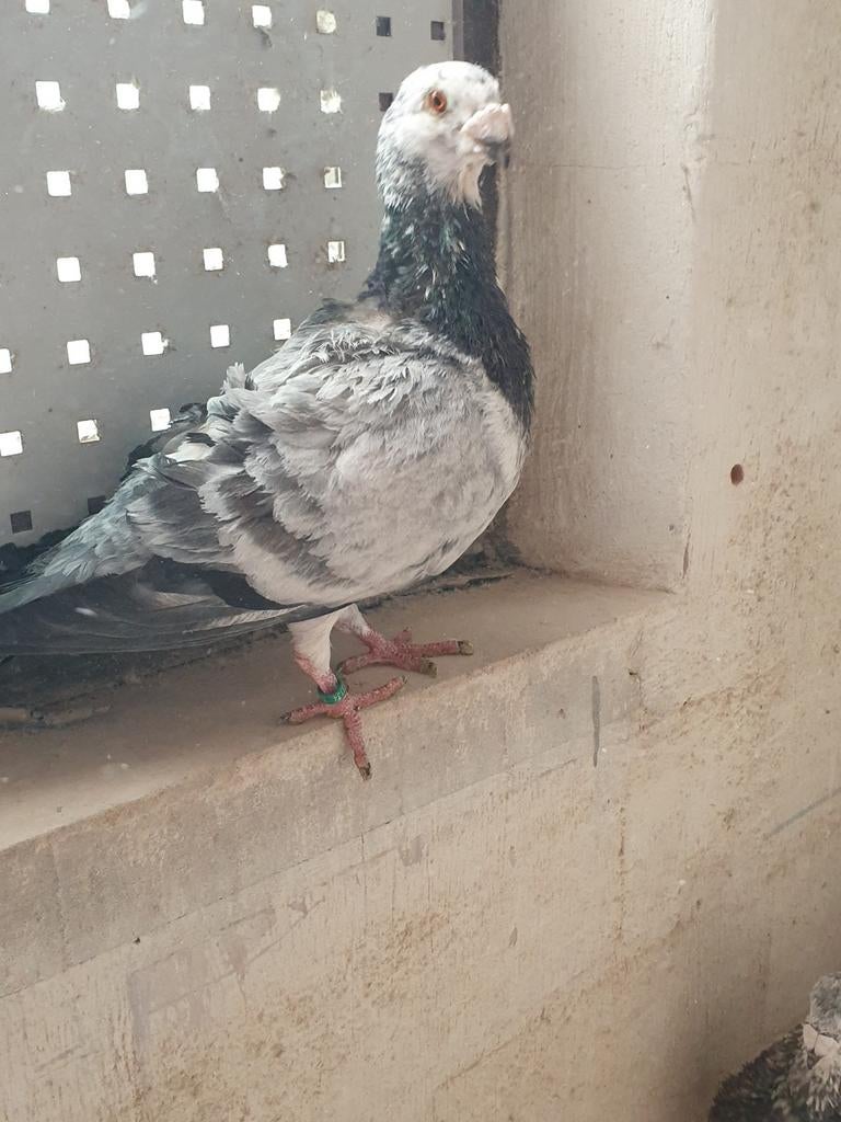 Gorguero Spaanse kropper, Meerdere dieren, Kropper