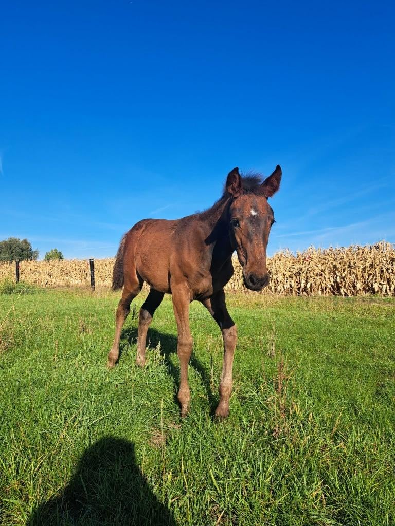Jaarling merrie springpaard kruising, Dieren en Toebehoren, Paarden, Merrie, Onbeleerd, 165 tot 170 cm, 0 tot 2 jaar, Springpaard