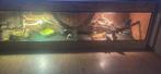 Terrarium met baardagamen, Ophalen, Zo goed als nieuw
