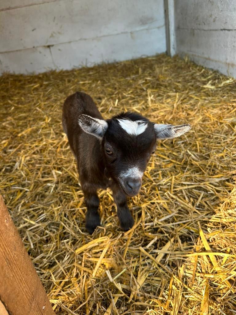 bokjes te koop, Animaux & Accessoires, Moutons, Chèvres & Cochons, Mâle, Chèvre, 0 à 2 ans