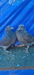jonge postduiven, Animaux & Accessoires