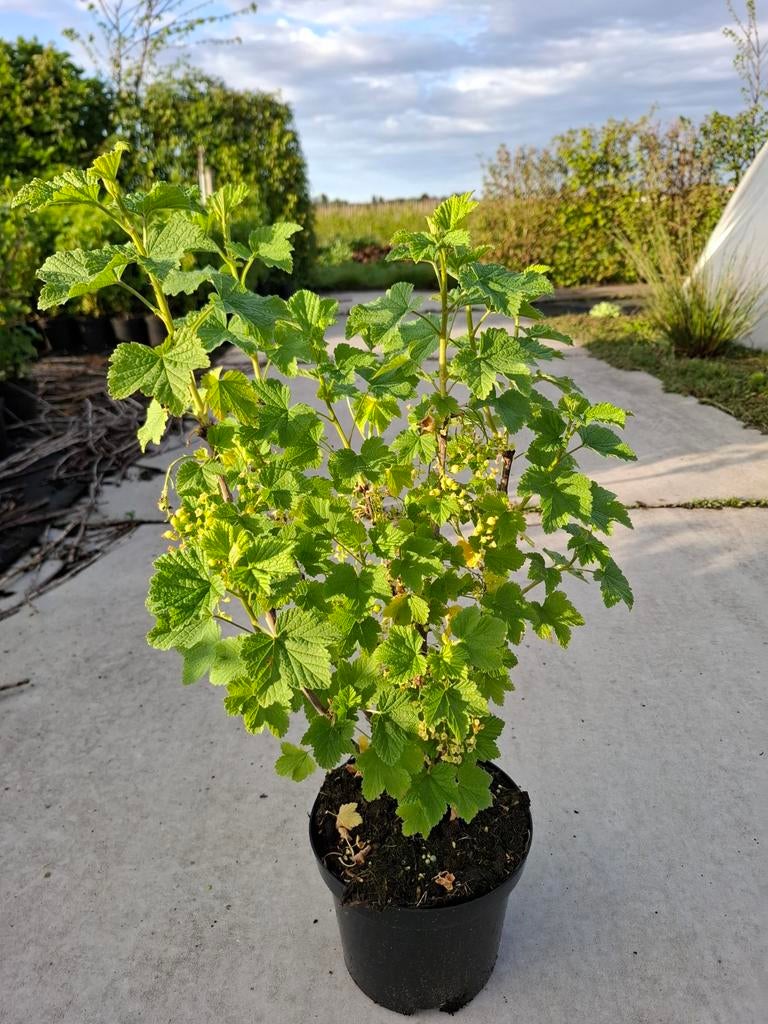 Trosbes rood/wit/zwart, Tuin en Terras, Ophalen