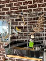 Vogelkooi met een koppel graaparkieten te koop, Dieren en Toebehoren, Parkiet