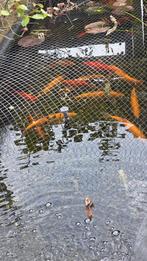 Vijvervissen te koop., Dieren en Toebehoren, Overige soorten