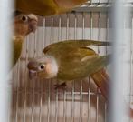 Mâle conure molinae epp, Animaux & Accessoires, Mâle