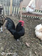 Lieve Jean zoekt nieuwe thuis, Dieren en Toebehoren