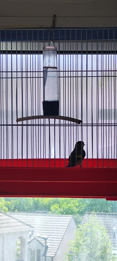 Chardonneret parva, Animaux & Accessoires, Oiseaux | Oiseaux Autre, Mâle, Oiseau chanteur sauvage