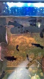 Black Molly's, Dieren en Toebehoren, Vis, Zoetwatervis, Schoolvis