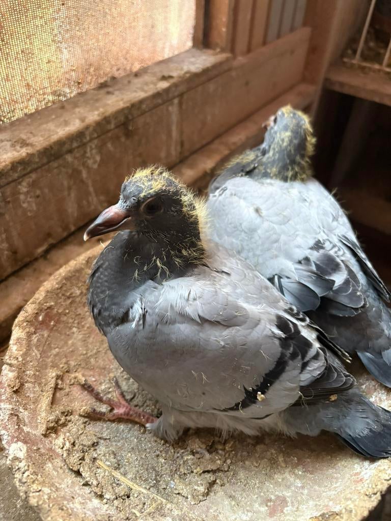 Jonge duiven te koop