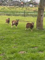 Soay ooien, Animaux & Accessoires, Femelle, Mouton, 0 à 2 ans