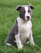 Amerikaanse Stafford pups, Dieren en Toebehoren, Parvo, België, 8 tot 15 weken, American Staffordshire Terriër